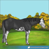 Horse Color:Black  and Black Splash 
