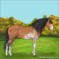 Horse Color:Bay Sabino 