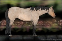Horse Color:Bay Roan Dun 