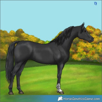 Horse Color:Black  and Black 