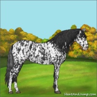 Horse Color:Black  and Black Near Leopard 