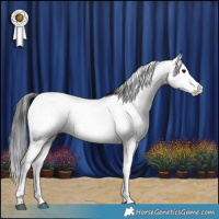 Horse Color:Blue Roan Appaloosa Rabicano 