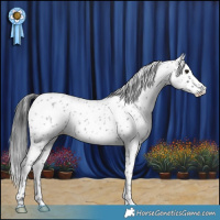 Horse Color:Blue Roan Appaloosa Rabicano 