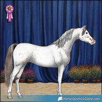 Horse Color:Bay Roan Tobiano Appaloosa Rabicano