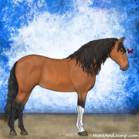 Horse Color:Bay Tobiano