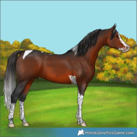 Horse Color:Brown Splash Tobiano 