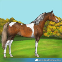 Horse Color:Chocolate Palomino Tobiano 