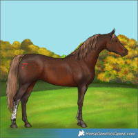 Horse Color:Liver Chestnut Tobiano 