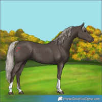 Horse Color:Silver Black Tobiano 