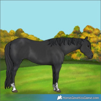 Horse Color:Black  and Black 