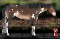 Horse Color:White Spotted Brown Tobiano 