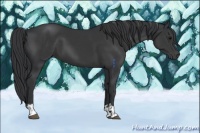 Horse Color:Black  and Black 