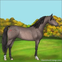 Horse Color:Platinum Buckskin Rabicano 