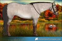Horse Color:White Spotted Liver Red Dun Roan 
