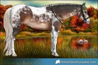 Horse Color:Liver Chestnut Tobiano 