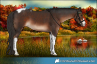 Horse Color:White Spotted Liver Chestnut Tobiano 