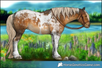 Horse Color:Chocolate Palomino Tobiano 