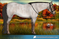 Horse Color:Liver Red Dun Roan 