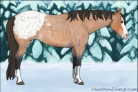 Horse Color:Bay Roan Splash Appaloosa 