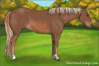 Horse Color:Chestnut  and Chestnut 