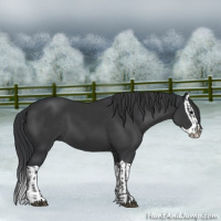Horse Color:Black and Black Splash