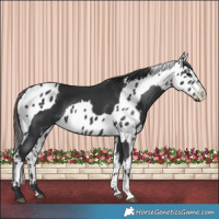 Horse Color:Black  and Black Appaloosa 