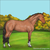 Horse Color:Bay Roan Tobiano 