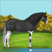 Horse Color:Black and Black Splash
