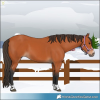 Horse Color:Bay 