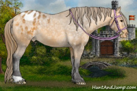 Horse Color:Buckskin Ice Appaloosa