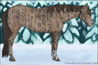 Horse Color:Black  and Classic Champagne 