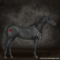 Horse Color:Black and Black
