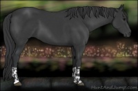 Horse Color:Black and Black