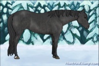 Horse Color:Black  and Black 