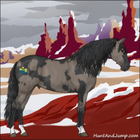 Horse Color:Black  and Grullo 
