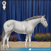 Horse Color:White Spotted Grullo Roan Appaloosa 