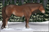 Horse Color:Liver Chestnut Tobiano 