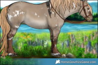 Horse Color:White Spotted Liver Red Dun 