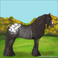 Horse Color:Smoky Black Appaloosa Rabicano 
