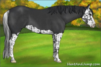 Horse Color:Black and Black Splash