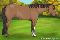 Horse Color:Bay Roan 