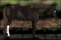 Horse Color:Midnight Liver Chestnut 