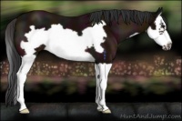 Horse Color:Midnight Bay Splash Frame 