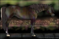 Horse Color:Midnight Buckskin Onyx