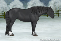 Horse Color:Black  and Black 