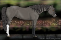 Horse Color:Grullo Appaloosa 