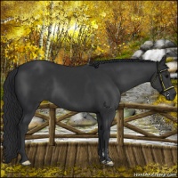 Horse Color:Black  and Black 