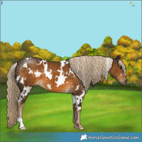 Horse Color:White Spotted Chocolate Palomino 
