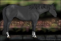 Horse Color:Black  and Black 