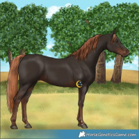 Horse Color:Liver Chestnut Rabicano 